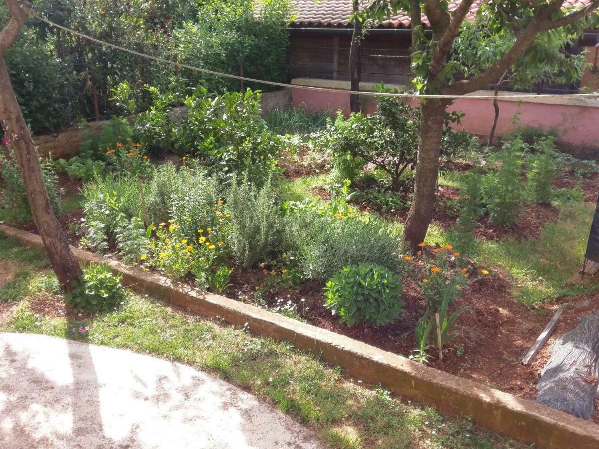 Apartments Ingrid Novigrad  ภายนอก รูปภาพ